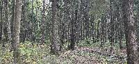 Участок 30.0  соток, Вузсервис снт