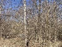 Участок 10.0  соток, Протасово д.