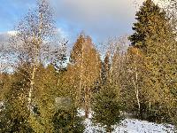 Участок 19.0  соток, Долгиниха д.