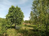 Участок 40.0  соток, Дворяниново д.
