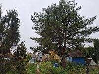 Участок 28.0  соток, Писково д.