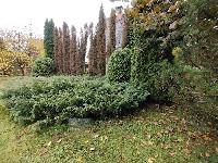 Участок 13.0  соток, СНТ Лесное тер.