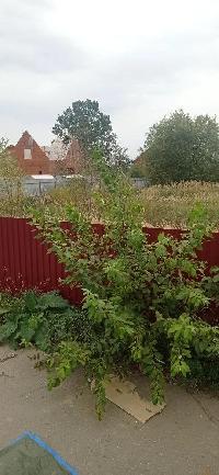 Участок 11.0  соток, Крёкшино д.