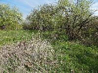 Участок 10.2  соток, Купчинино д.