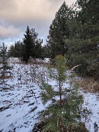 Участок 8.2  соток, Минино д.