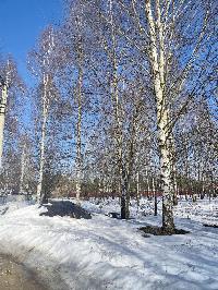 Участок 23.6  соток, ДНТ Обухово тер.