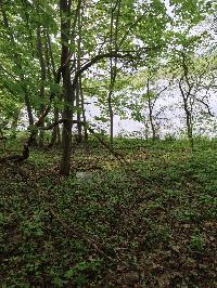 Участок 7.0  соток, Андреевское д.