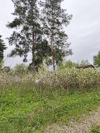 Участок 7.0  соток, ДНП Гжель-2 тер.