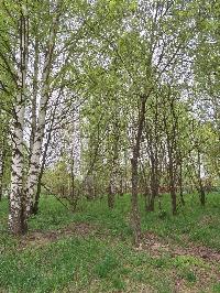 Участок 23.6  соток, ДНТ Обухово тер.
