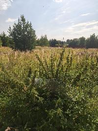 Участок 5.0  соток, Гжель п.